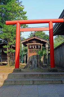 井草八幡宮(杉並) 井草八幡宮(杉並) 井草八幡宮,八幡大神,応神天皇の写真素材