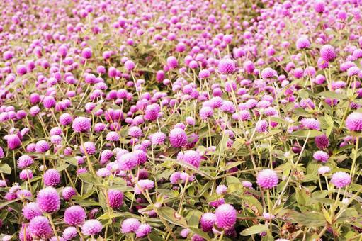 千日紅（センニチコウ）のお花畑 千日紅,センニチコウ,お花畑の写真素材