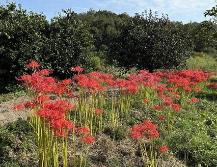 ヒガンバナ咲く丘 花,ヒガンバナ,秋の写真素材