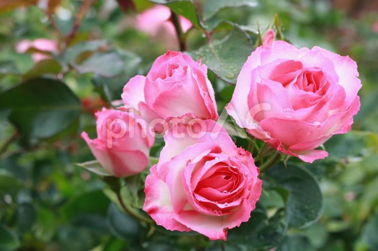ピンクの薔薇　ばら　バラ　可憐　雨上がり バラ,薔薇,ばらの写真素材