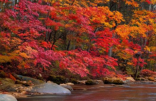 紅葉 紅葉の写真