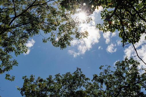 森から見上げた空 自然,空,風景の写真素材