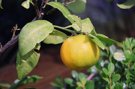 色づく蜜柑の実のなる木の枝のアップ 色づく,蜜柑,実の写真素材
