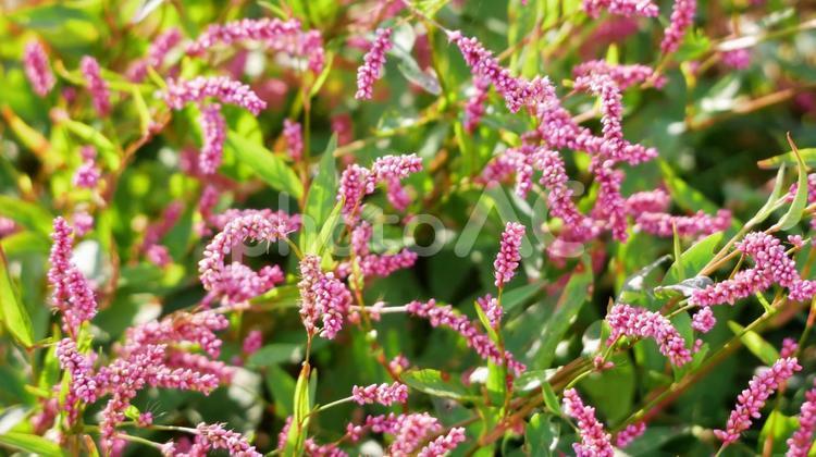 散歩道に生える幻想的な雑草のイヌタデ イヌタデ,秋,ピンクの写真素材