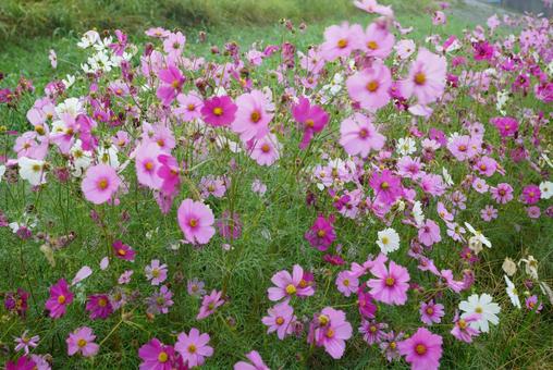 コスモス コスモス,秋,花の写真素材