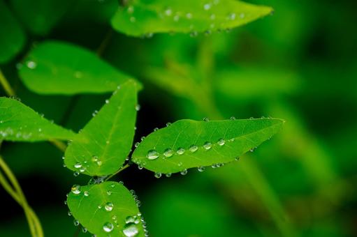 水滴⑻ 水滴⑻ 水滴,雫,玉の写真素材