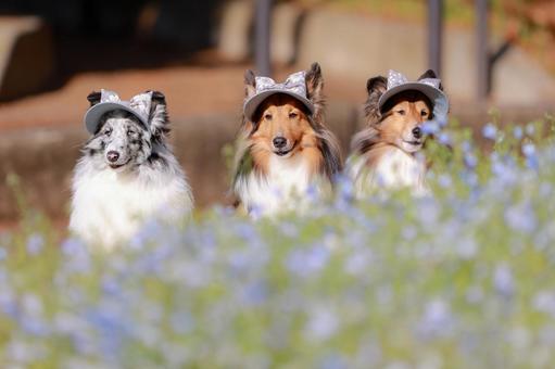 シェルティ シェルティの写真