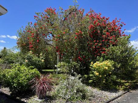 満開のボトルブラシツリー２ ボトルブラシツリー,満開,花の写真素材