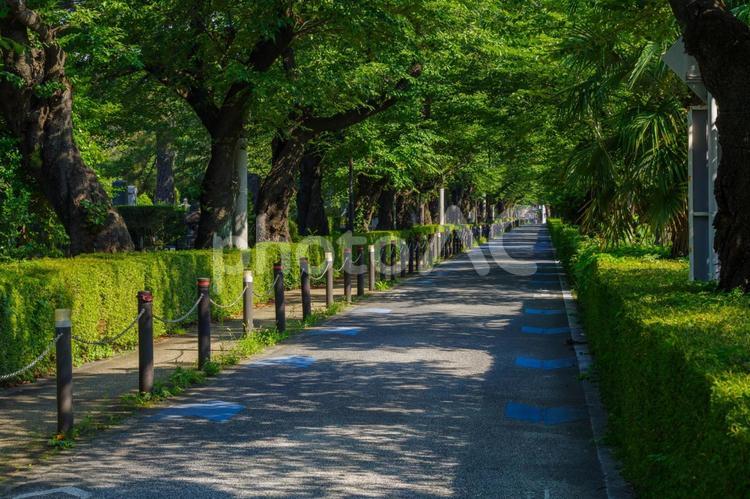 東京港区南青山2丁目の並木道の風景 並木道,夏,散歩道の写真素材