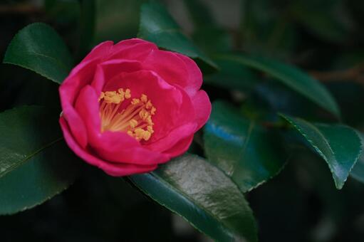 サザンカ 山茶花,さざんか,椿の写真素材