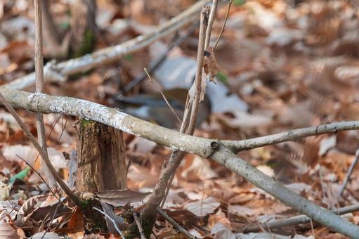 落ち葉の絨毯に身を隠す鳥 落ち葉の絨毯に身を隠す鳥の写真