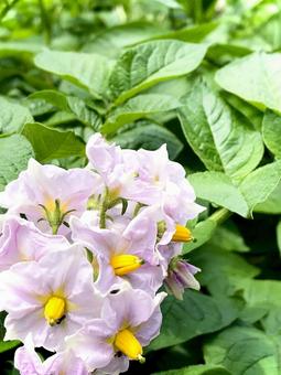 ジャガイモの花 01 ジャガイモの花 01 ジャガイモ,馬鈴薯,花の写真素材