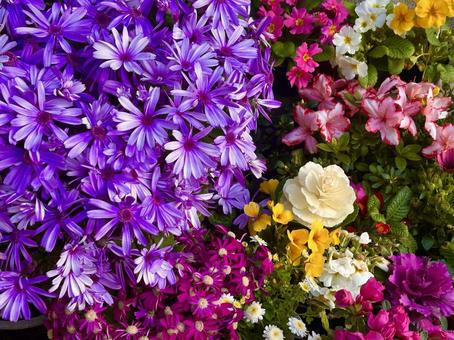 花の集まり 花の集まり 植物,緑,葉の写真素材