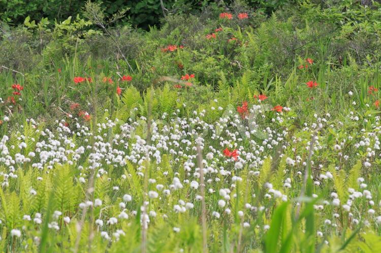 ワタスゲ（駒止湿原） 花,ワタスゲ,穂の写真素材