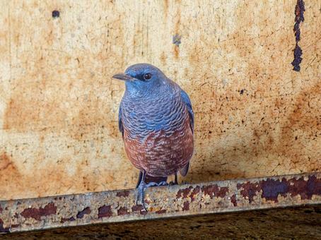 イソヒヨドリのアップ イソヒヨドリのアップ イソヒヨドリ,野鳥,鳥の写真素材