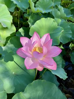 蓮の花 蓮の花の写真