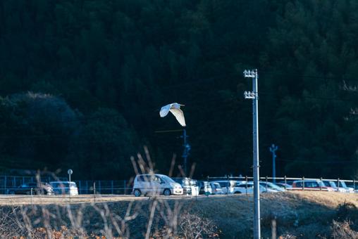 宙を優雅に舞うチュウサギ チュウサギ,シラサギ,鷺の写真素材