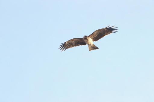 Black kite, JPG