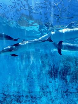 水族館 水族館 魚,海の生き物,お魚の写真素材