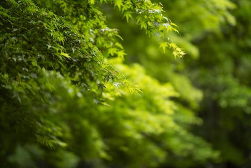光を浴びて輝く新緑のもみじ 青もみじ,夏,初夏の写真素材