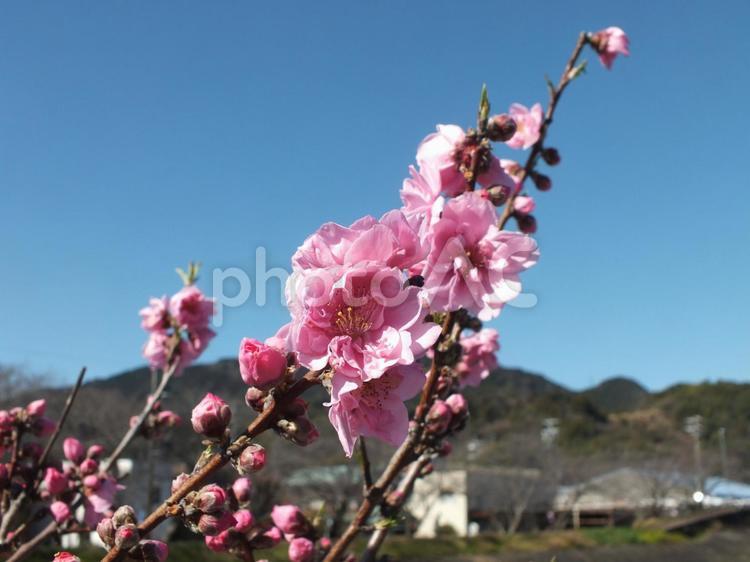 桃の花と可愛らしいつぼみ 桃,花,つぼみの写真素材