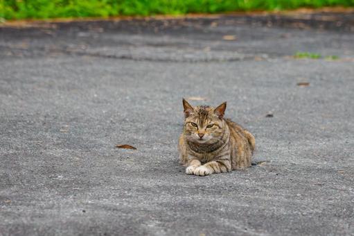 猫(128) 猫(128)の写真
