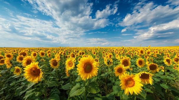 まばゆい光に包まれた、夏のひまわり畑 まばゆい光に包まれた、夏のひまわり畑の写真