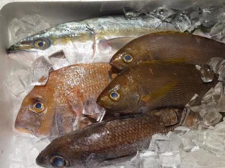 鮮魚 鮮魚 魚,鮮魚,海鮮の写真素材