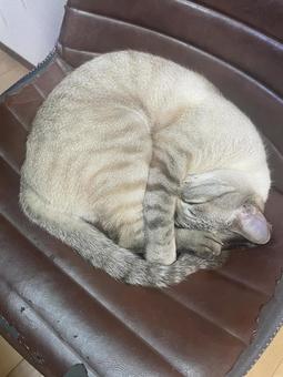 A cat that doesn't even bother to say "Nyan!", JPG