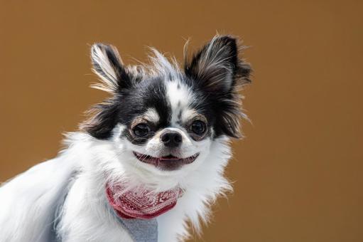 愛らしい表情のチワワ ちわわ,チワワ,犬の写真素材