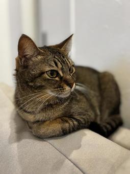 ソファーの上の猫の写真