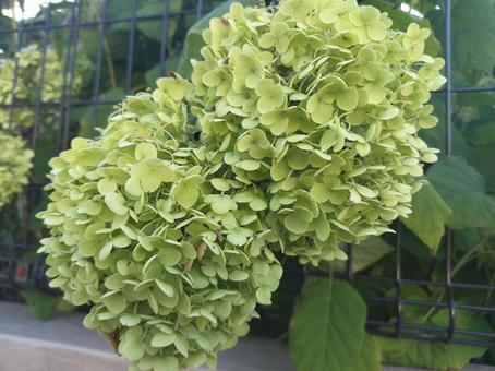 Photo, nori tougi, hydrangea, paste empty wood, 