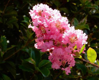 [Flower Photo] Pink Crape Myrtle, JPG