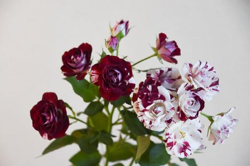スプレーばら スプレーばら スプレーばら,ばら,薔薇の写真素材