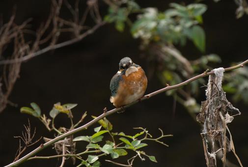 まったり休むカワセミ 鳥,野鳥,カワセミの写真素材