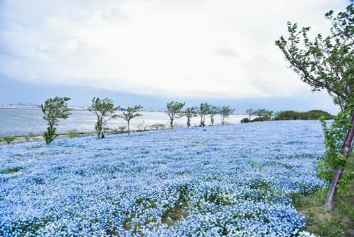 ネモフィラ ネモフィラの写真
