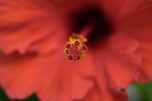 ハイビスカス ハイビスカスの写真