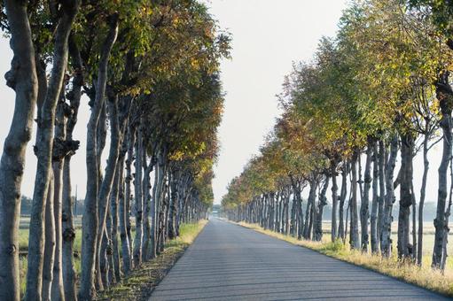 秋の柔らかな光が差すはさぎ並木の美しい道 並木道,並木,はさぎ並木の写真素材