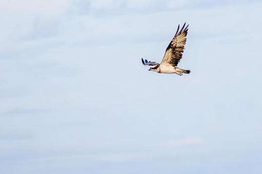 ミサゴ(131) 鳥,ミサゴ,ウオタカの写真素材