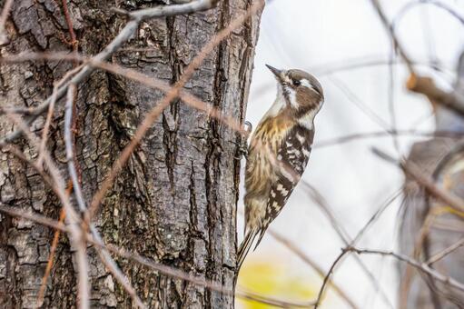 コゲラ(53) 鳥,コゲラ,キツツキの写真素材