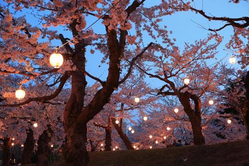 夜桜と提灯 夜桜と提灯 自然,木,風景の写真素材