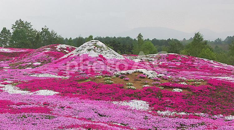 満開の芝桜で蝦夷富士を描く かわいい,ふもと,グラデーションの写真素材
