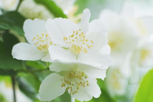 白い花 白い花の写真