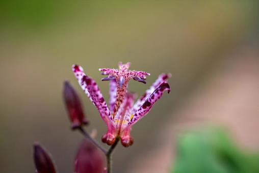 秋の可愛い草花　ホトトギスのアップ ホトトギス,植物,草の写真素材