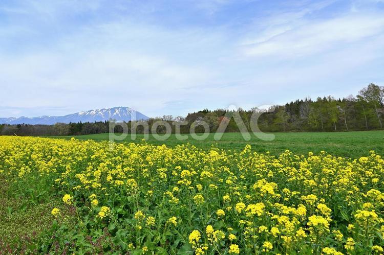 十和田八幡平国立公園の菜の花畑と岩手山 菜の花,春,十和田八幡平国立公園の写真素材
