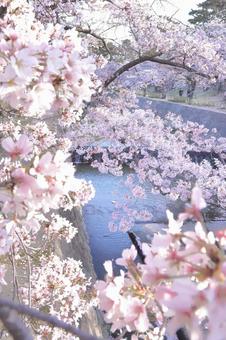 川と桜 川と桜の写真