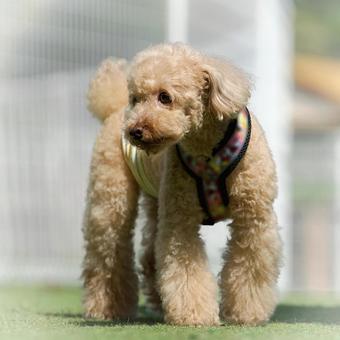 ドッグランのワンコ(トイプードル) ドッグランのワンコ(トイプードル) 犬,トイプードル,トイプーの写真素材