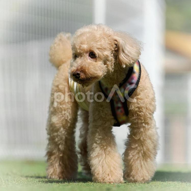 ドッグランの可愛いトイプー 犬,トイプードル,トイプーの写真素材