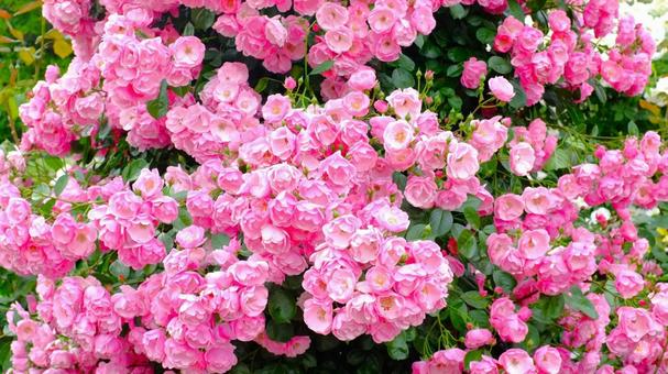 バラ園 バラ園,薔薇,ガーデンの写真素材