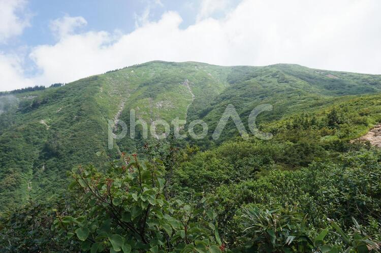 巻機山　登山道からみる山頂付近 巻機山,池塘,巻機の写真素材